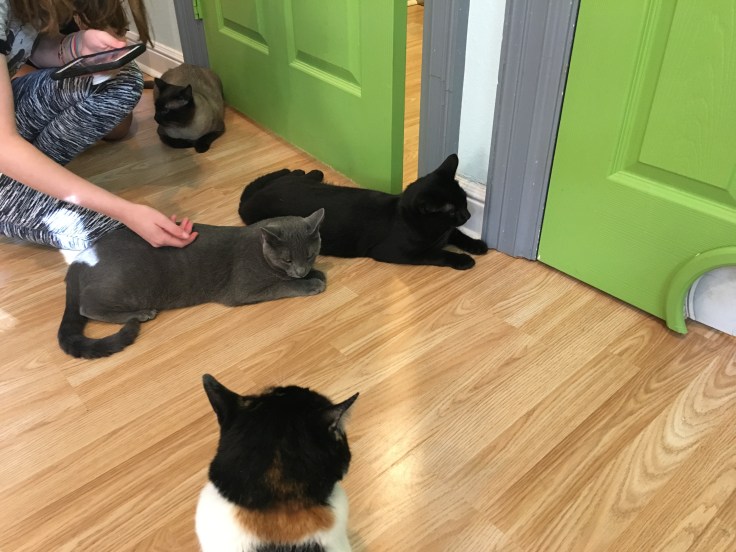 20180628_224938718_iOS